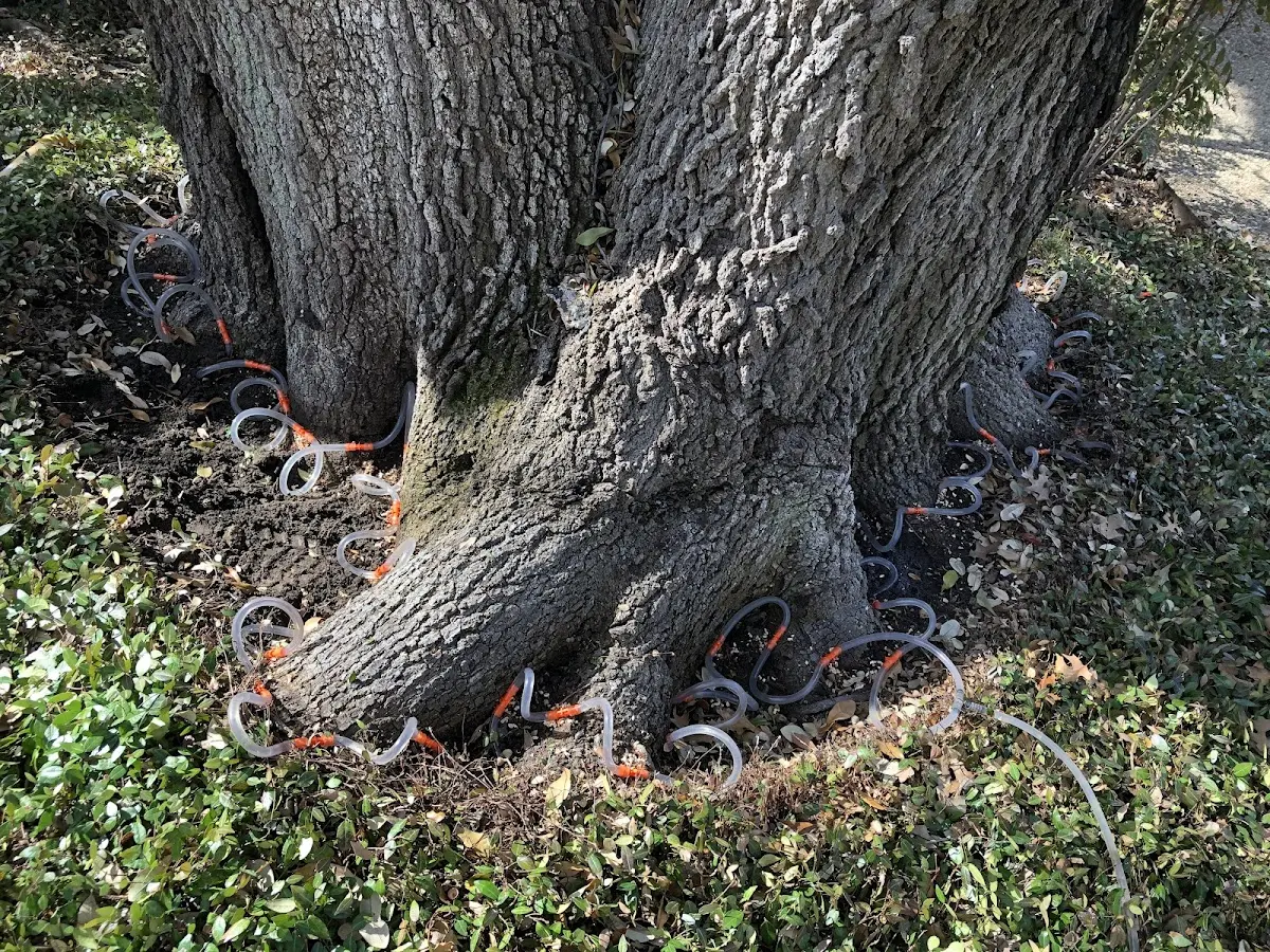 Detailed Tree Cabling and Bracing job site in Agenda
