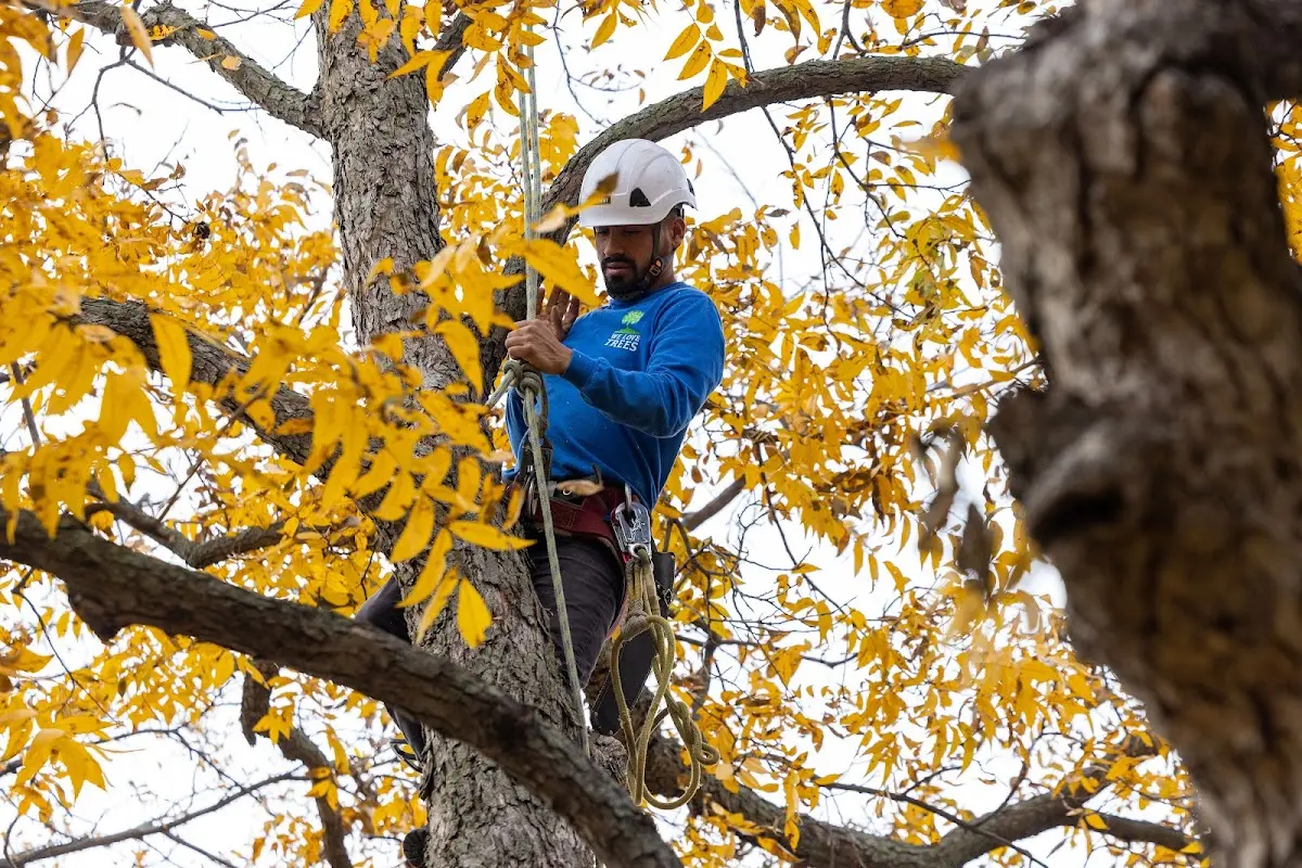 Skilled Storm Damage Cleanup crew working in Agenda